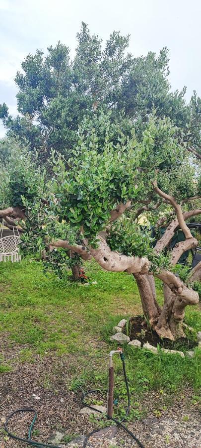 Vila Apartman Duce Milka Exteriér fotografie